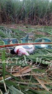 korban sengketa lahan tebu