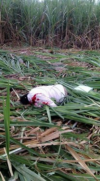 korban sengketa lahan tebu