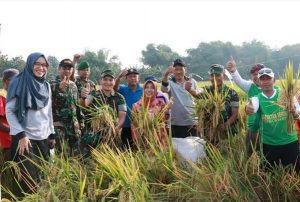 Hama Wereng Mengancam Sidoarjo, Hasil Panen Masih Mencapai 10 Ton Per Hektar