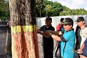 Aksi Bupati Lumajang saat mencabut paku di pohon