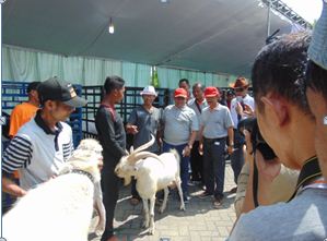 Bupati Blitar dan Kepala Dinas saat tinjau peserta kontes